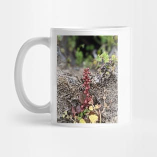 Pennywort Mug